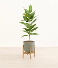 Load image into Gallery viewer, Sage Green stand:bamboo