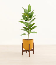 Load image into Gallery viewer, Sunset Orange stand:walnut