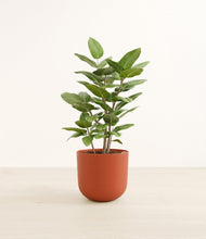 Load image into Gallery viewer, -