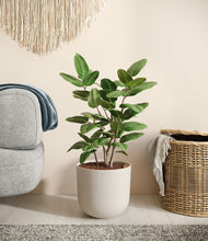 Load image into Gallery viewer, Natural Bamboo