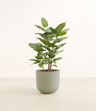 Load image into Gallery viewer, -