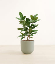 Load image into Gallery viewer, Sage Green*****Profile