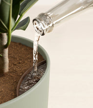 Load image into Gallery viewer, Sage Green stand:all