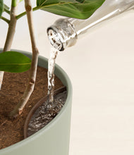 Load image into Gallery viewer, Sage Green stand:all