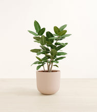 Load image into Gallery viewer, Sandy Pink*****Profile