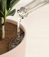 Load image into Gallery viewer, Sandy Pink stand:all