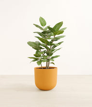 Load image into Gallery viewer, -