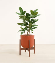 Load image into Gallery viewer, Earth Red stand:walnut