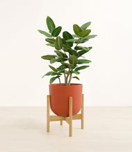 Load image into Gallery viewer, Earth Red stand:bamboo