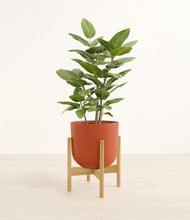 Load image into Gallery viewer, -