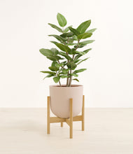 Load image into Gallery viewer, -