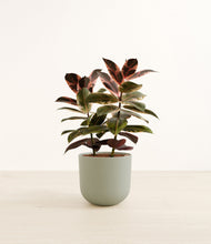 Load image into Gallery viewer, Sage Green*****Profile