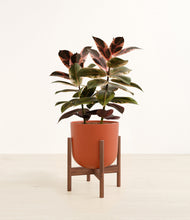 Load image into Gallery viewer, Earth Red stand:walnut