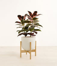 Load image into Gallery viewer, Natural Bamboo stand:bamboo