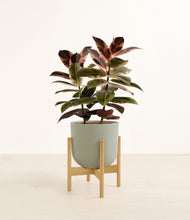 Load image into Gallery viewer, Sage Green stand:bamboo