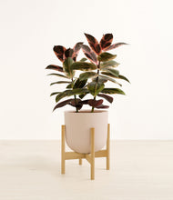 Load image into Gallery viewer, Sandy Pink stand:bamboo