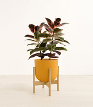 Load image into Gallery viewer, Sunset Orange stand:bamboo