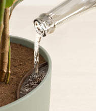 Load image into Gallery viewer, Sage Green stand:all