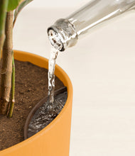 Load image into Gallery viewer, Sunset Orange stand:all