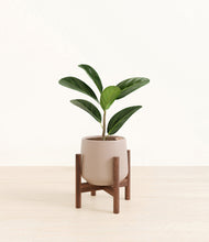 Load image into Gallery viewer, Eternal Gray stand:walnut