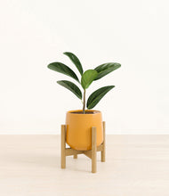 Load image into Gallery viewer, Mustard stand:bamboo
