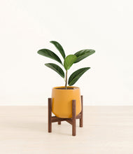 Load image into Gallery viewer, Mustard stand:walnut