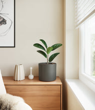 Load image into Gallery viewer, Dark Olive