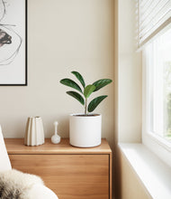 Load image into Gallery viewer, White