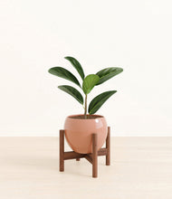 Load image into Gallery viewer, Calm Rose stand:walnut