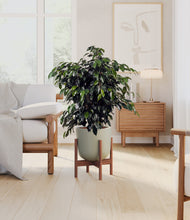 Charger l'image dans la galerie, Sage Green stand:dark