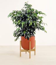 Charger l'image dans la galerie, Earth Red stand:light