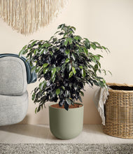 Charger l'image dans la galerie, Sage Green stand:all
