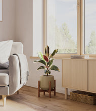 Load image into Gallery viewer, Olive stand:walnut