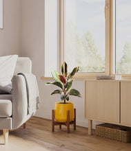 Load image into Gallery viewer, Mustard stand:walnut