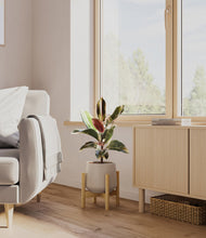 Load image into Gallery viewer, Eternal Gray stand:bamboo