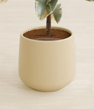 Load image into Gallery viewer, Almond Green stand:all
