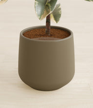 Load image into Gallery viewer, Olive stand:all