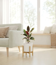 Load image into Gallery viewer, White stand:bamboo
