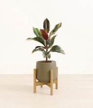 Load image into Gallery viewer, Olive stand:bamboo