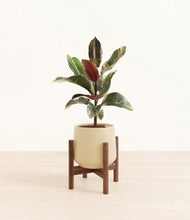 Load image into Gallery viewer, Almond Green stand:walnut