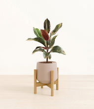 Load image into Gallery viewer, Eternal Gray stand:bamboo