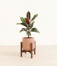 Load image into Gallery viewer, Calm Rose stand:walnut