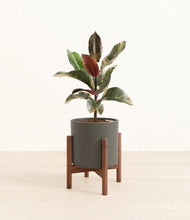 Load image into Gallery viewer, Dark Olive stand:walnut