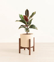 Load image into Gallery viewer, Cream stand:walnut