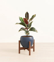 Load image into Gallery viewer, Deep Navy stand:walnut
