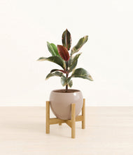 Load image into Gallery viewer, Desert Brown stand:bamboo