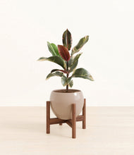 Load image into Gallery viewer, Desert Brown stand:walnut