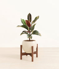 Load image into Gallery viewer, Shiny EggWhite stand:walnut