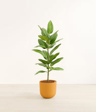 Load image into Gallery viewer, Sunset Orange*****Profile