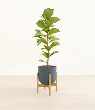 Load image into Gallery viewer, Iron Gray stand:bamboo